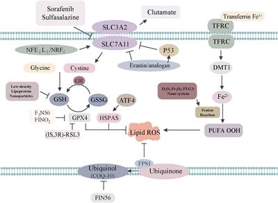 A Promising Future of Ferroptosis in Tumor Therapy